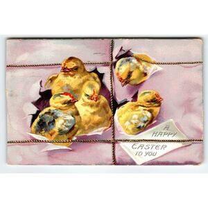 Easter Postcard Baby Chick Heads Pop Out Of Package Series 700 Tuck 1909 Pink